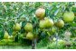 ラ・フランス （特秀） 3kg【化粧箱入り】 山形県産 フルーツ 果物 【2025年11月上旬-12月上旬発送予定】