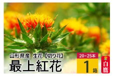 《 先行予約 》最上紅花 【切り花】ベニバナ（生花）1箱(20～25本入り) 山形県白鷹町産 【2024年7月上旬に順次発送予定】