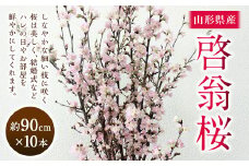 啓翁桜 約90cm×10本 桜 さくら サクラ 花 【2026年1月上旬～2月下旬発送予定】 