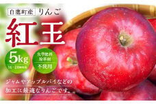 白鷹町産りんご （紅玉） 5kg りんご 林檎 果物 くだもの フルーツ 旬 紅玉 国産 山形県 白鷹町 【2025年9月下旬～10月上旬発送予定】