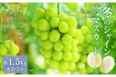 山形おきたま産冬のシャインマスカット （秀） 2～3房 （約1.5kg）シャインマスカット マスカット 葡萄 フルーツ 果物 果実 冷蔵 山形県 白鷹町 【2025年12月下旬順次発送予定】