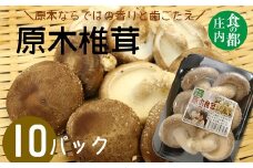 食の都庄内　原木しいたけ（まさに木の子）10パック