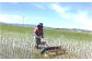除草作業の風景。機械での作業が終わったら、人の手で作業します。