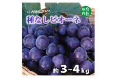 食の都庄内　庄内特産ぶどう（種なしピオーネ）　※令和7年9月上旬頃～順次配送