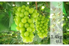 道の駅マイデルのシャインマスカット2～3房（約1.4kg以上）※9月頃より順次配送
