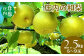 9月～10月：和梨　約2.5kg（5～9玉）