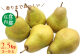 11月～12月：洋梨　約2.5kg（3～9玉）