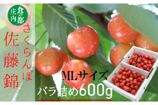食の都庄内　【令和7年産】庄内産さくらんぼ「佐藤錦」600gバラ詰め（MLサイズ）※令和7年6月中旬～下旬頃発送予定