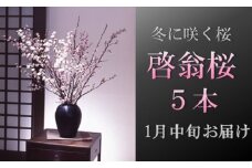 食の都庄内　【1月中旬お届け】啓翁桜（5本束）