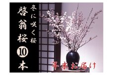 食の都庄内　【年末お届け】啓翁桜（10本束）