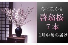 食の都庄内　【1月中旬お届け】啓翁桜（7本束）
