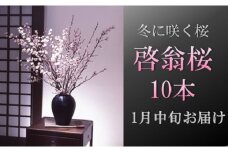 食の都庄内　【1月中旬お届け】啓翁桜（10本束）