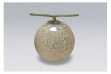 【8月より順次発送】アールスメロン 大玉1玉（入金期限：2025.7.31）