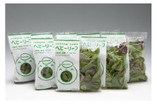 庄内産ベビーリーフミックス　40g×8袋