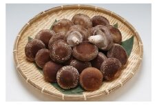 【12月より順次発送】石垣農園の肉厚 生しいたけ 1kg 食べごたえ抜群の椎茸（入金期限：2026.1.31）
