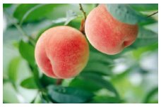 【9月より順次発送】食の都庄内 桃 5～9玉（入金期限：2025.8.20）