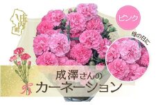 【5月初旬より順次発送】成澤さんのカーネーション ピンク 5号鉢（入金期限：2026.4.30）母の日に プレゼント