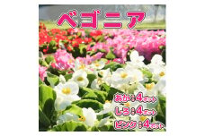 【5月下旬より順次発送】ガーデニング用花苗 ベゴニア（赤4・白4・ピンク4）（入金期限：2026.5.20）