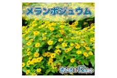 【5月下旬より順次発送】ガーデニング用花苗 メランポジウム（黄色）12ポット（入金期限：2026.5.20）