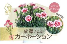 【5月初旬より順次発送】成澤さんのカーネーション いちごホイップ 5号鉢（入金期限：2026.4.30）母の日に プレゼント