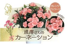 【5月初旬より順次発送】成澤さんのカーネーション オレンジジェラート 5号鉢（入金期限：2026.4.30）母の日に プレゼント