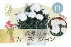 【5月初旬より順次発送】成澤さんのカーネーション 白 5号鉢（入金期限：2026.4.30）母の日に お供え お悔み