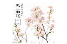 372M02c　啓翁桜 約70cm×10本（2月下旬発送）