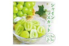 1189　遊佐町産シャインマスカット　約1.3kg