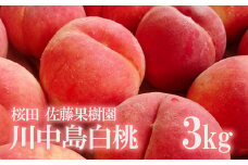 No.1202福島の桃　「川中島白桃」約3kg【2025年発送　先行予約】