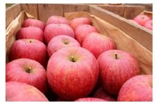 No.1206 佐藤果樹園/桜田 福島のりんご「サンふじ」約3kg【2025年度発送】