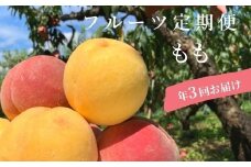 No.1623もも3種定期便 あかつき/白桃・黄桃セット/さくら白桃 各約2kg【2025年発送　先行予約】
