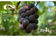 No.1596ぶどう（巨峰）（約4kg）【2025年発送　先行予約】