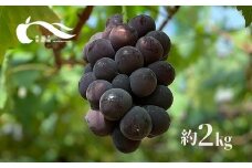 No.1594ぶどう（巨峰）（約2kg）【2025年発送　先行予約】