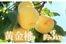 No.1705もも 黄金桃 約3kg 【2025年発送　先行予約】