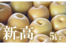 No.1722梨　なし　新高　約5kg　【2025年発送】