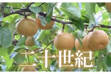 No.1728梨　なし　二十世紀　約5kg　【2025年発送】