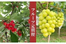 No.1737さくらんぼから始まる果物2品 定期便【2025年発送　先行予約】