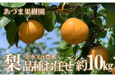 No.1769梨　品種おまかせ　(幸水又は豊水)約10kg【2025年発送　先行予約】