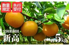 No.1798梨　新高　約5kg【2025年発送　先行予約】
