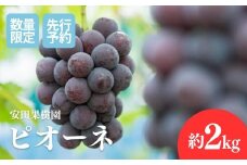 No.1801ぶどう　ピオーネ約2kg【2025年発送　先行予約】