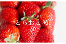 No.1870 いちご　福島とちおとめ4パック【2025年発送】