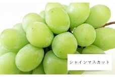 No.1711シャインマスカット 約2.5kg (3～4房)【2025年発送　先行予約】