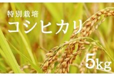 No.1943やまろく商店【令和6年産】特別栽培コシヒカリ 精米5kg