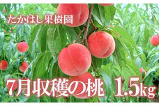 No.1904たかはし果樹園の桃　7月収穫 福島市産 白桃 品種 おまかせ (ちよひめ、日川白鳳、暁星、白鳳、あかつき) 約1.5kg【2025年発送　先行予約】