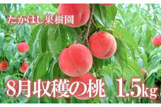 No.1905たかはし果樹園の桃　8月収穫 福島市産 白桃 品種 おまかせ (白鳳、あかつき、まどか、よさこい桃、川中島白桃、ゆうぞら ) 約1.5kg【2025年発送　先行予約】
