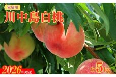 No.2156福島のもも　家庭用川中島白桃　約5kg【2026年発送　先行予約】