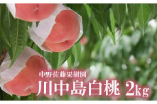 No.2212 【先行予約】もも「川中島白桃」約2kg【2025年発送】