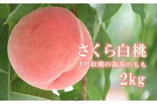 No.2236ヤマ考紺野果樹園 もも さくら白桃 約2kg【2025年発送　先行予約】