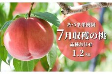 No.2327もも　7月収穫の桃　福島市産 白桃 品種 おまかせ (はつひめ、恋みらい、日川白鳳、暁星、あかつき、夏の陽)　約1.2kg【2025年発送　先行予約】