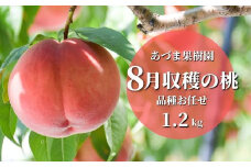 No.2328もも　8月収穫の桃 福島市産 白桃 品種 おまかせ (奥あかつき、まどか、川中島白桃、ゆうぞら) 約1.2kg【2025年発送　先行予約】